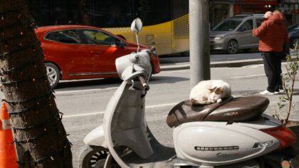 Simple dog carrier routines that make outings smoother and more relaxed