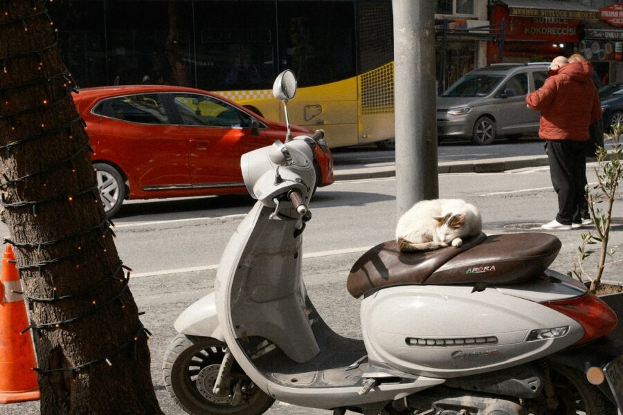 Dog shoulder carrier