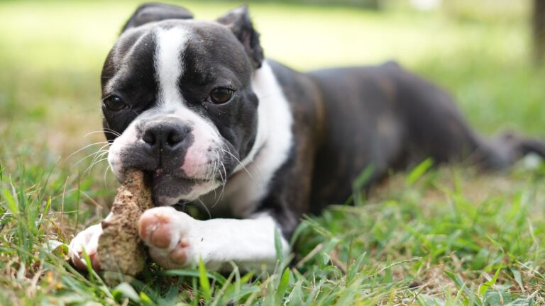 Dog dental chews