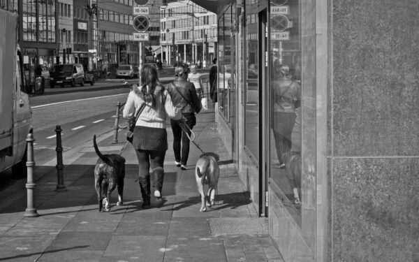 Simple dog exercise ideas that fit into busy urban life