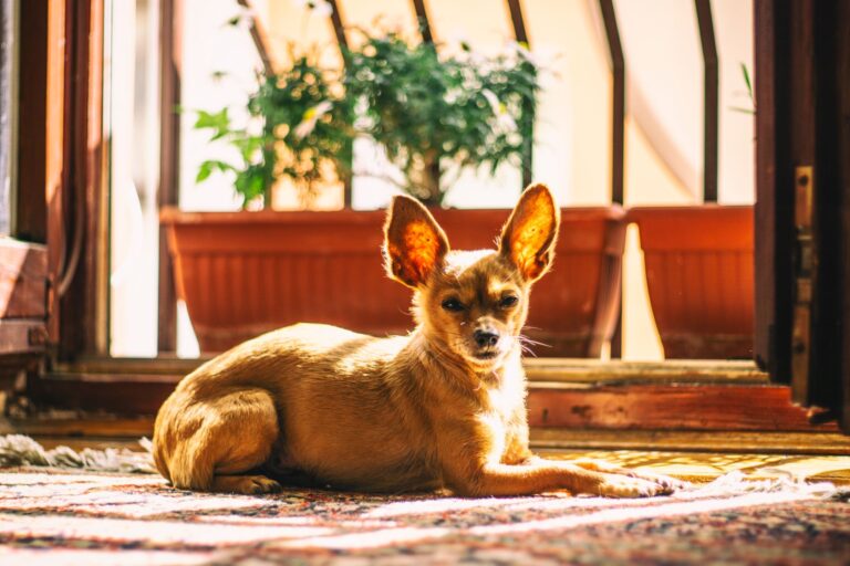 Small dog relaxing