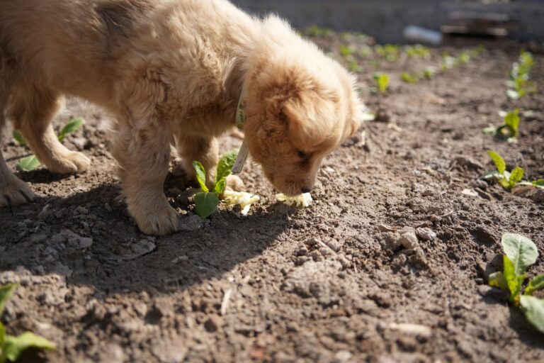 Dog sniffing plants
