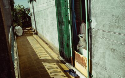 Simple dog-friendly balcony ideas that turn a small spot into your dog’s favorite retreat
