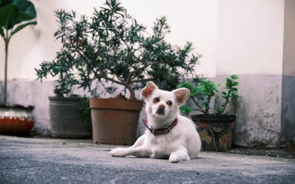 Simple dog-friendly balcony ideas that turn small spaces into happy hangouts