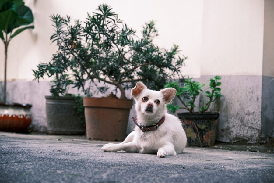 Small dog apartment
