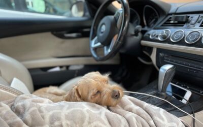 Simple dog-friendly car setups that make every drive calmer and safer