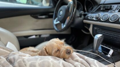 Simple dog-friendly car setups that make every drive calmer and safer