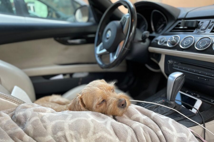 Dog car back