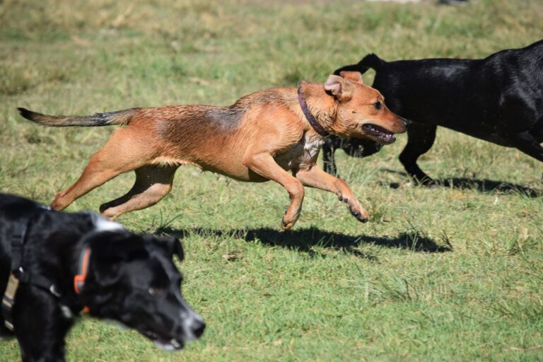 Dog park grass