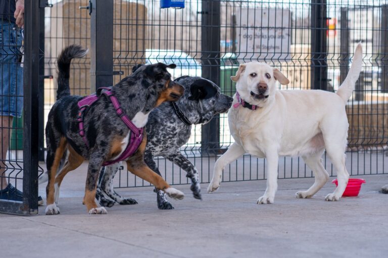 Dog park entrance
