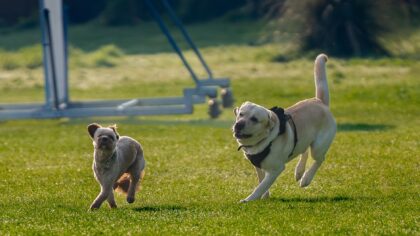 Simple dog park etiquette that keeps visits relaxed and safe