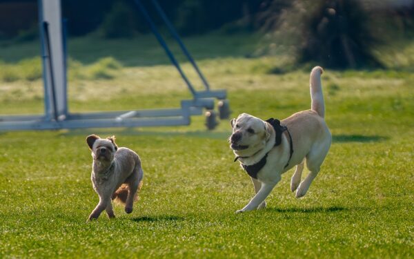 Simple dog park etiquette that keeps visits relaxed and safe