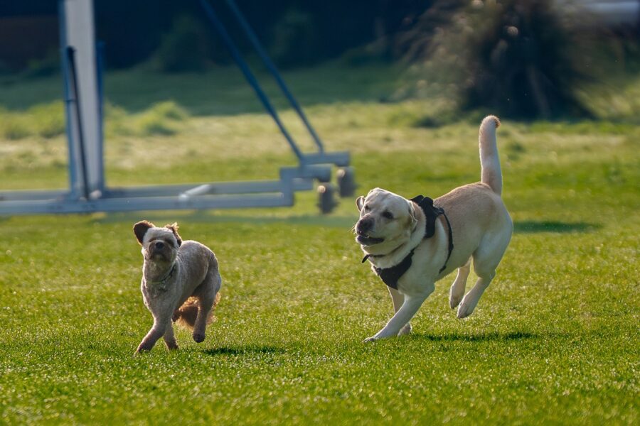 Dog park grass