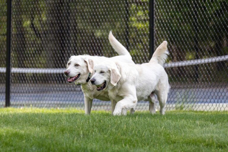 Two dogs playing
