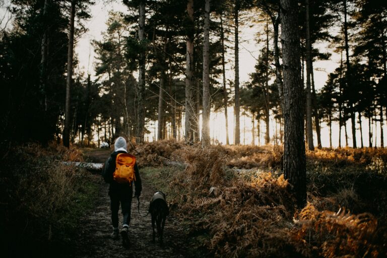 Group dog walk