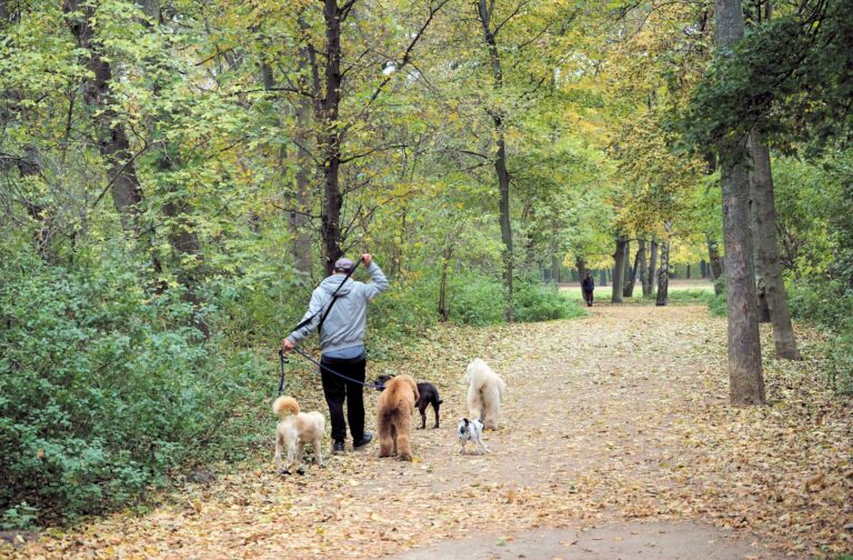 Two dogs walking