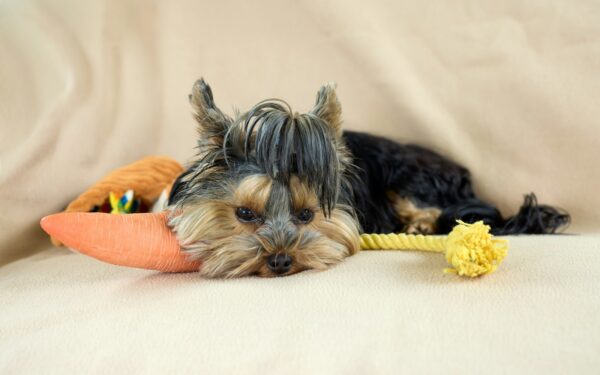 Simple enrichment swaps that make everyday life richer for your dog