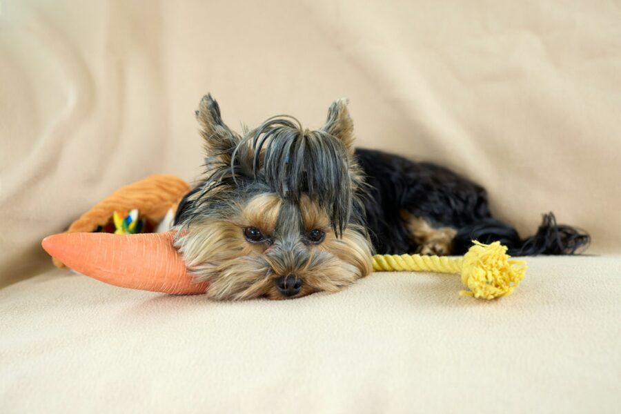 Happy dog indoor