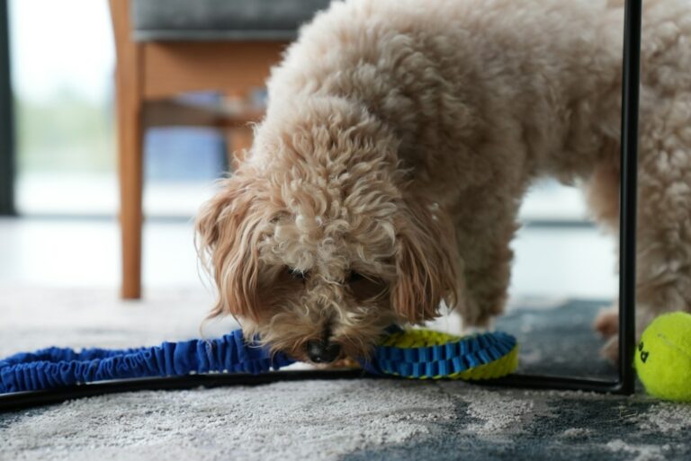 Dog eating snuffle