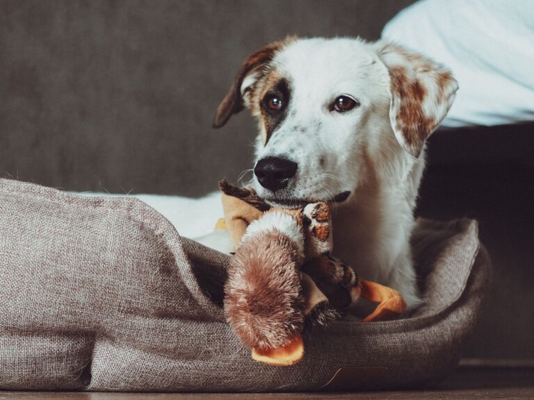 Senior dog resting