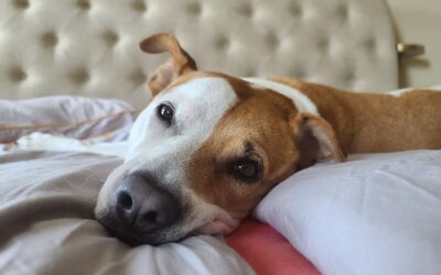 Simple home care for senior dogs that keeps them comfortable and confident