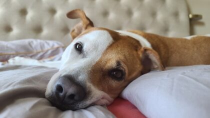 Simple home care for senior dogs that keeps them comfortable and confident
