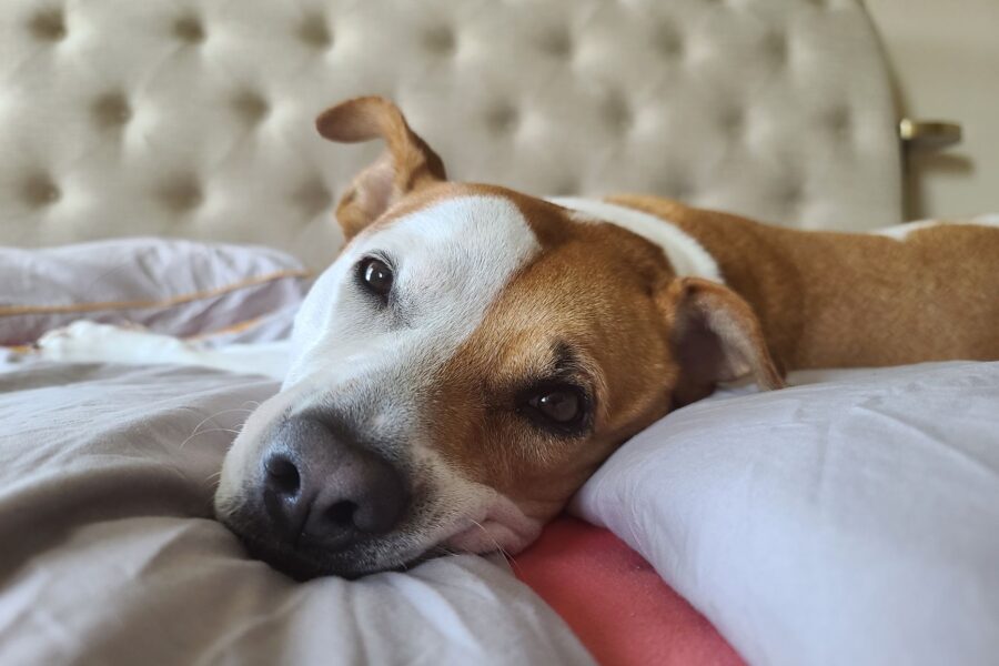Senior dog resting