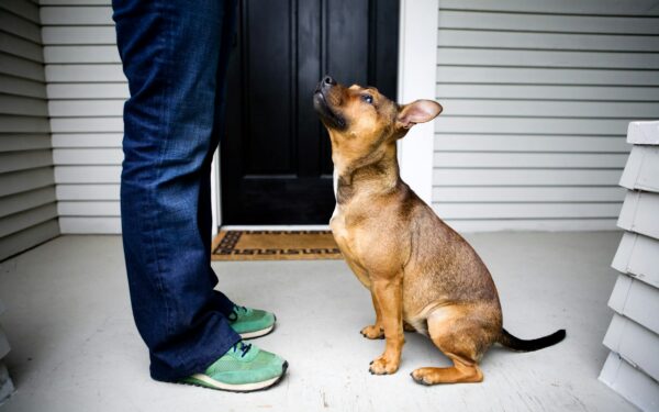 Simple hygiene routines for cleaner, fresher walks with your dog