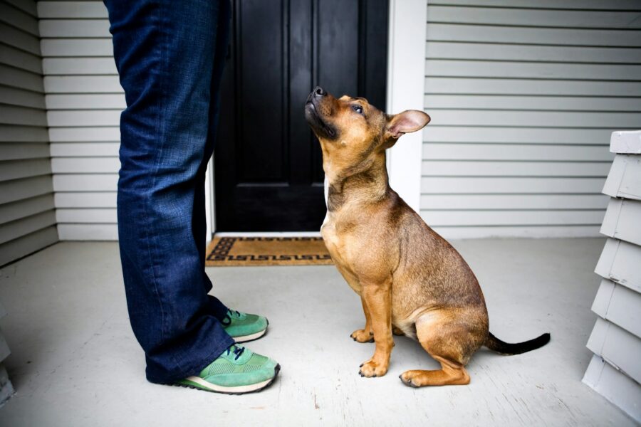 Dog owner wiping