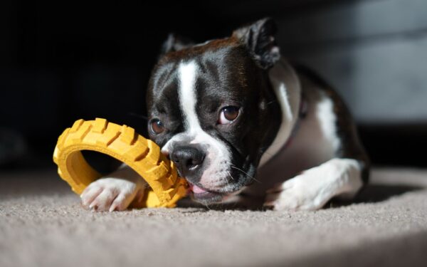 Simple indoor toy stations that keep your dog happily busy at home
