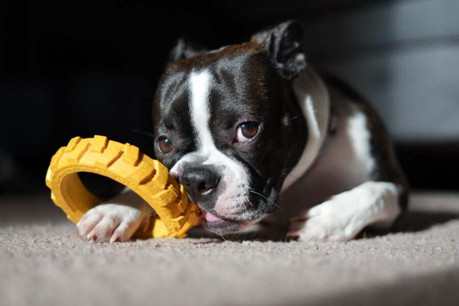 Dog indoor toy