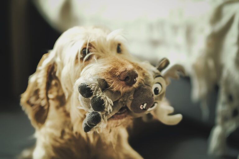 Dog playing puzzle