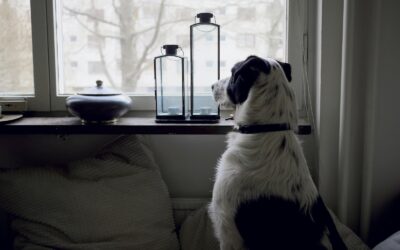 Simple rainy day care for dogs that still need fun and exercise