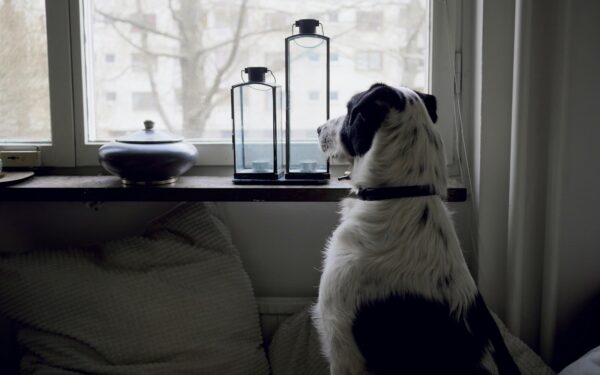 Simple rainy day care for dogs that still need fun and exercise
