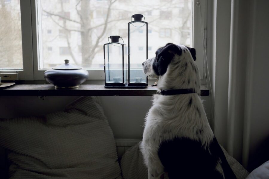 Dog indoors window