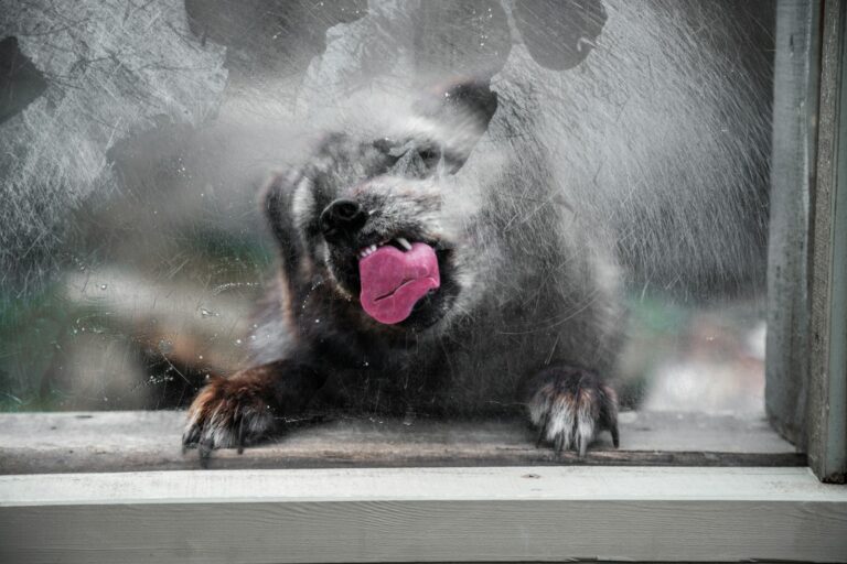 Dog indoors window