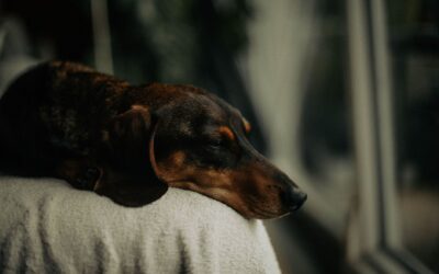 Simple rainy day ideas that keep your dog content and mentally busy