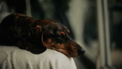 Simple rainy day ideas that keep your dog content and mentally busy