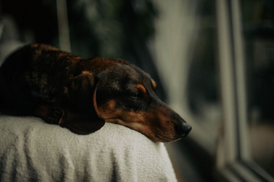 Dog indoors rainy