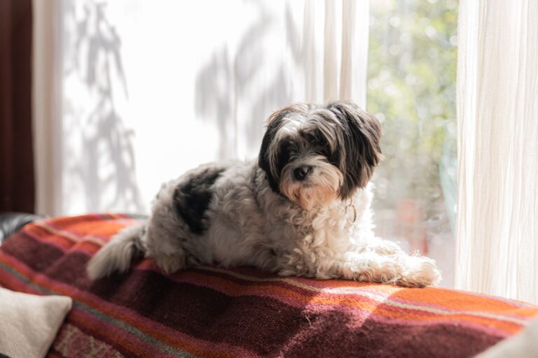 Dog indoors rainy