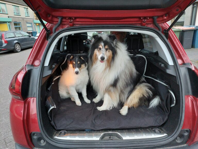 Dog car backseat
