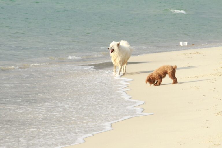 Dog sandy beach