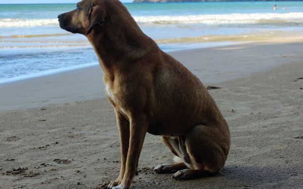 Simple seaside days with your dog that keep everyone safe and relaxed