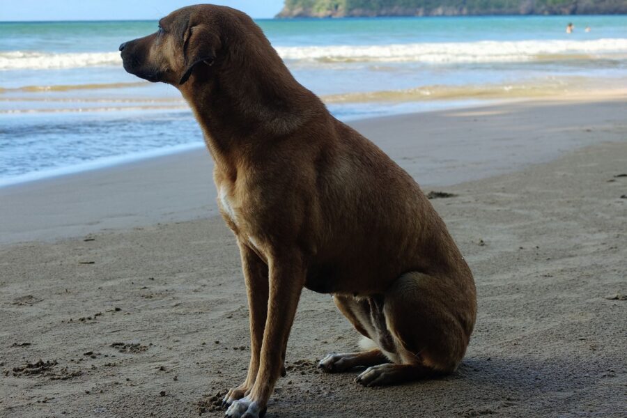 Dog sandy beach