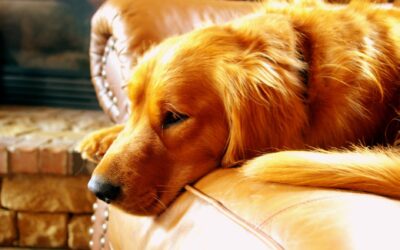 Simple shedding solutions for dogs that actually work at home