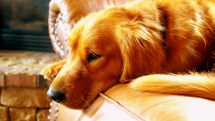 Simple shedding solutions for dogs that actually work at home