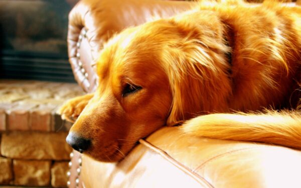 Simple shedding solutions for dogs that actually work at home