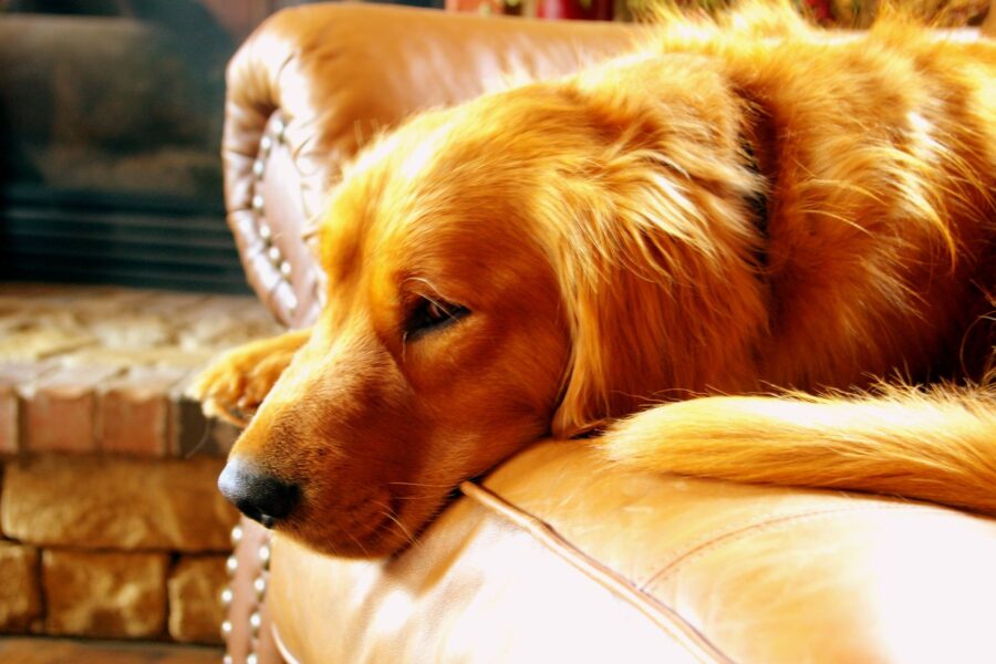Golden retriever brushing