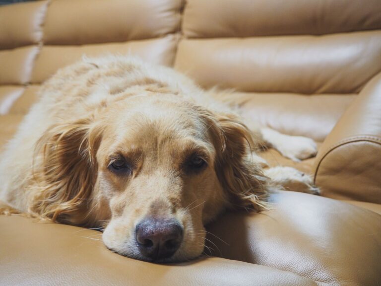 Golden retriever brushing