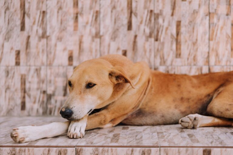Dog resting cool